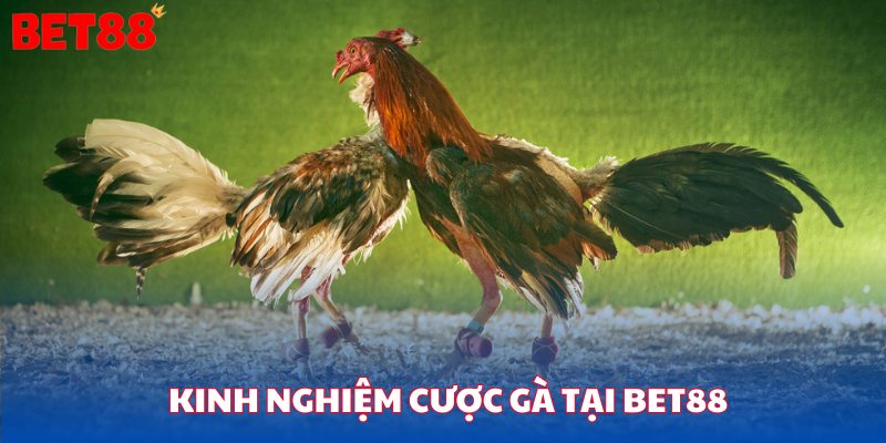 Kinh nghiệm cược gà tại bet88