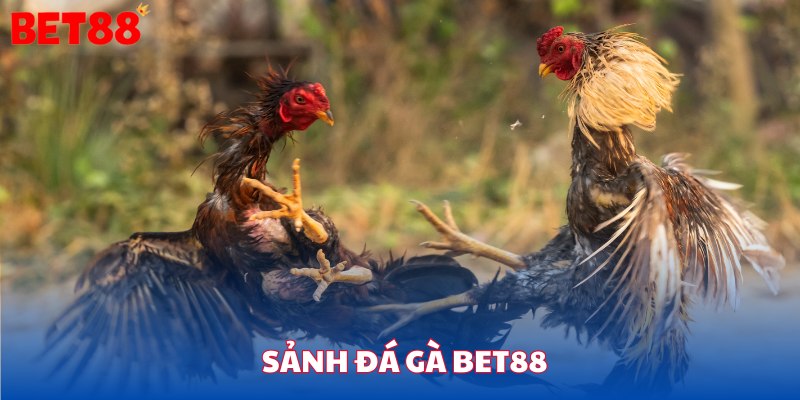 Sảnh đá gà bet88